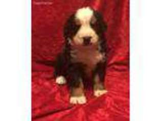 Bernese Mountain Dog Puppy for sale in Longton, KS, USA