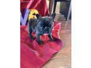 French Bulldog Puppy for sale in Center, TX, USA