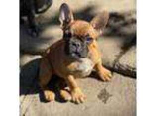 French Bulldog Puppy for sale in San Jose, CA, USA
