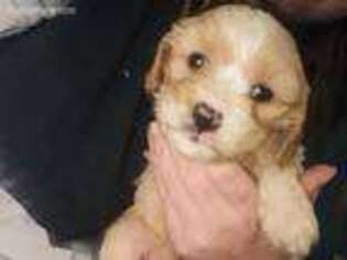 Cavalier King Charles Spaniel Puppy for sale in Indian Trail, NC, USA