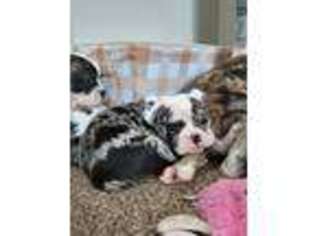 Olde English Bulldogge Puppy for sale in Montevideo, MN, USA