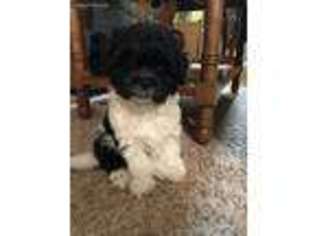 Mutt Puppy for sale in Riverdale, MI, USA