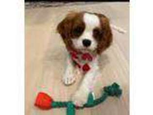 Cavalier King Charles Spaniel Puppy for sale in Cheyenne, WY, USA
