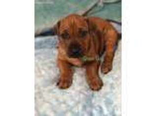 Rhodesian Ridgeback Puppy for sale in Whitewright, TX, USA