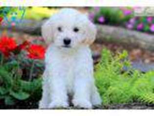 Labradoodle Puppy for sale in Lancaster, PA, USA