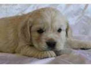 Golden Retriever Puppy for sale in Ephraim, UT, USA