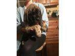 Mastiff Puppy for sale in Chesterton, IN, USA