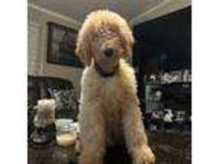 Goldendoodle Puppy for sale in Garland, TX, USA