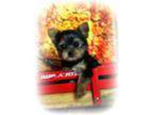 Yorkshire Terrier Puppy for sale in Baxter Springs, KS, USA
