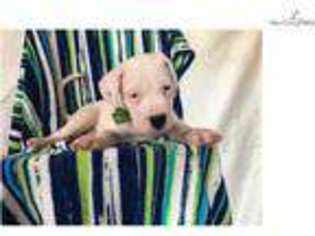 Dogo Argentino Puppy for sale in Lancaster, PA, USA