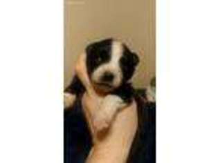 Border Collie Puppy for sale in Elko, GA, USA