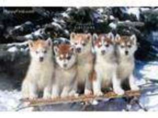 Siberian Husky Puppy for sale in Somerset, PA, USA