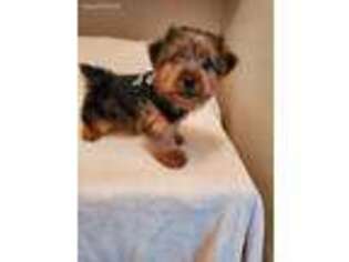 Yorkshire Terrier Puppy for sale in Kennedale, TX, USA