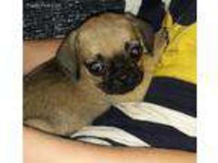 Pug Puppy for sale in Landisburg, PA, USA