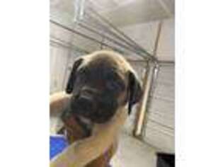 Mutt Puppy for sale in Waldorf, MD, USA