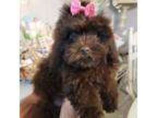 Shih-Poo Puppy for sale in Miami, FL, USA