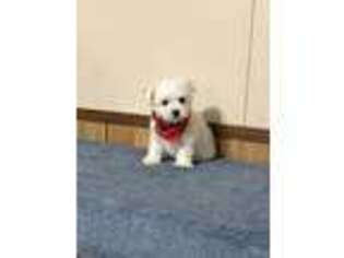 Maltese Puppy for sale in Danielsville, GA, USA