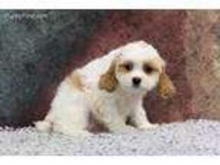 Cavapoo Puppy for sale in Eden Valley, MN, USA
