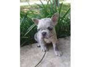 French Bulldog Puppy for sale in Big Sandy, TX, USA