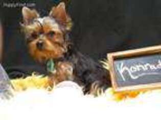 Yorkshire Terrier Puppy for sale in Bakersfield, CA, USA