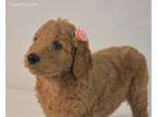 Goldendoodle Puppy for sale in Lagrange, GA, USA