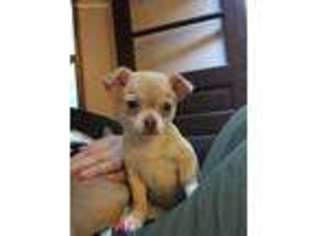Chihuahua Puppy for sale in Highlands, NC, USA