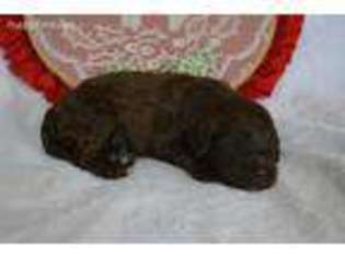 Labradoodle Puppy for sale in Jonesville, VA, USA
