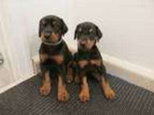 Doberman Pinscher Puppy for sale in Montgomery City, MO, USA