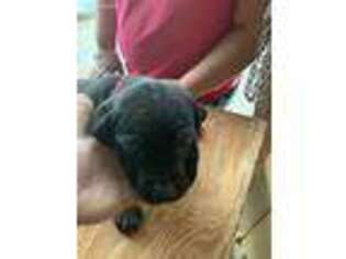 Puppyfindercom Cane Corso Puppies Puppies For Sale Near Me