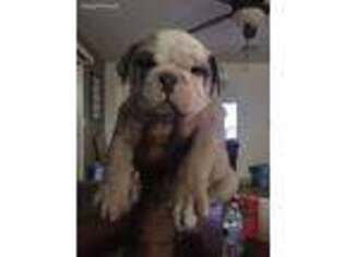 Olde English Bulldogge Puppy for sale in Phoenix, AZ, USA