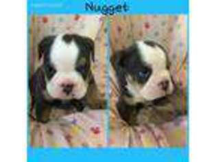 Bulldog Puppy for sale in Paterson, NJ, USA