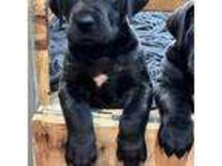 Great Dane Puppy for sale in Elmer, NJ, USA