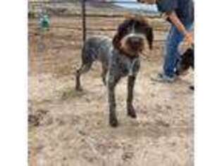 Wirehaired Pointing Griffon Puppy for sale in Preston, ID, USA