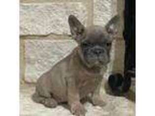 French Bulldog Puppy for sale in Dallas, TX, USA