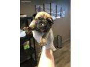 Mastiff Puppy for sale in Milwaukee, WI, USA