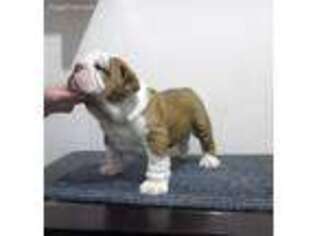 Bulldog Puppy for sale in Spring, TX, USA