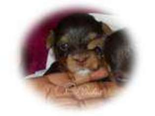 Yorkshire Terrier Puppy for sale in PFLUGERVILLE, TX, USA