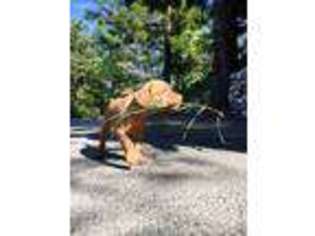 Vizsla Puppy for sale in Lake Arrowhead, CA, USA