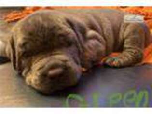 Mutt Puppy for sale in Flint, MI, USA