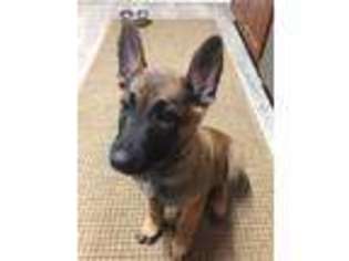 Belgian Malinois Puppy for sale in Rives Junction, MI, USA