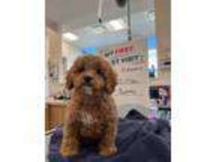 Cavapoo Puppy for sale in Hempstead, NY, USA