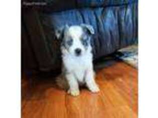 Miniature Australian Shepherd Puppy for sale in Creston, OH, USA