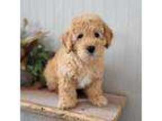 Goldendoodle Puppy for sale in Rock Valley, IA, USA