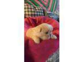 Pekingese Puppy for sale in E Falmouth, MA, USA