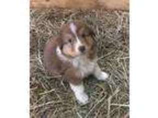 Australian Shepherd Puppy for sale in Springfield, MN, USA