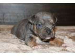 Mutt Puppy for sale in Brandon, MS, USA