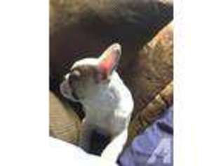 French Bulldog Puppy for sale in UNCASVILLE, CT, USA