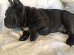 French Bulldog Puppy for sale in Rockwell, NC, USA