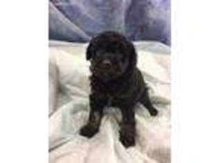 Mutt Puppy for sale in Frankfort, KY, USA