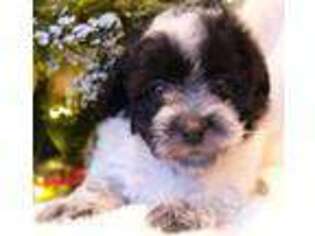 Mutt Puppy for sale in Vernonia, OR, USA